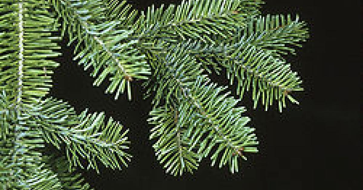 Comment garder un sapin épineux Agence SciencePresse — free download