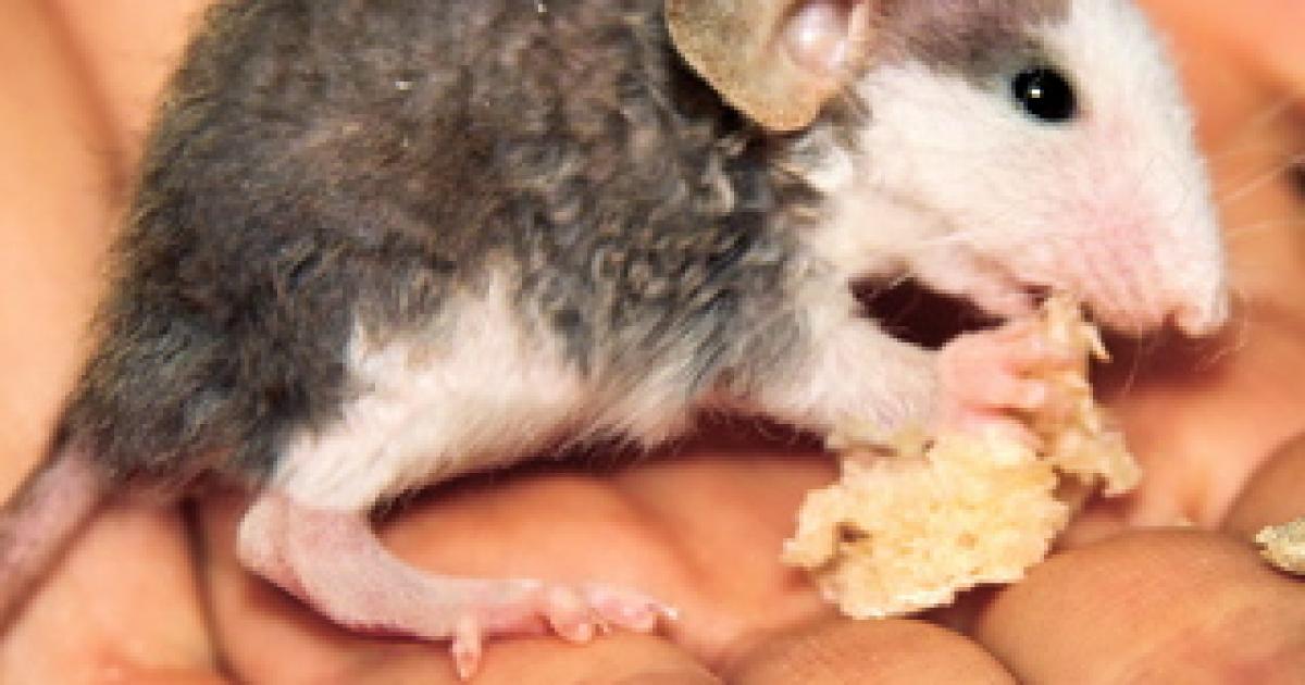 Les rats ont des rages de chips! Agence SciencePresse