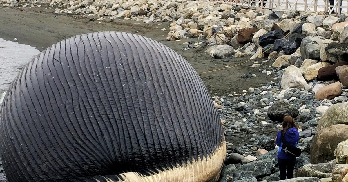 Pourquoi une baleine explosetelle? Agence SciencePresse