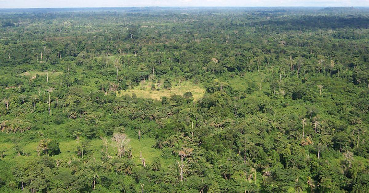 Forêts tropicales et forêts tempérées, même structure | Agence Science ...