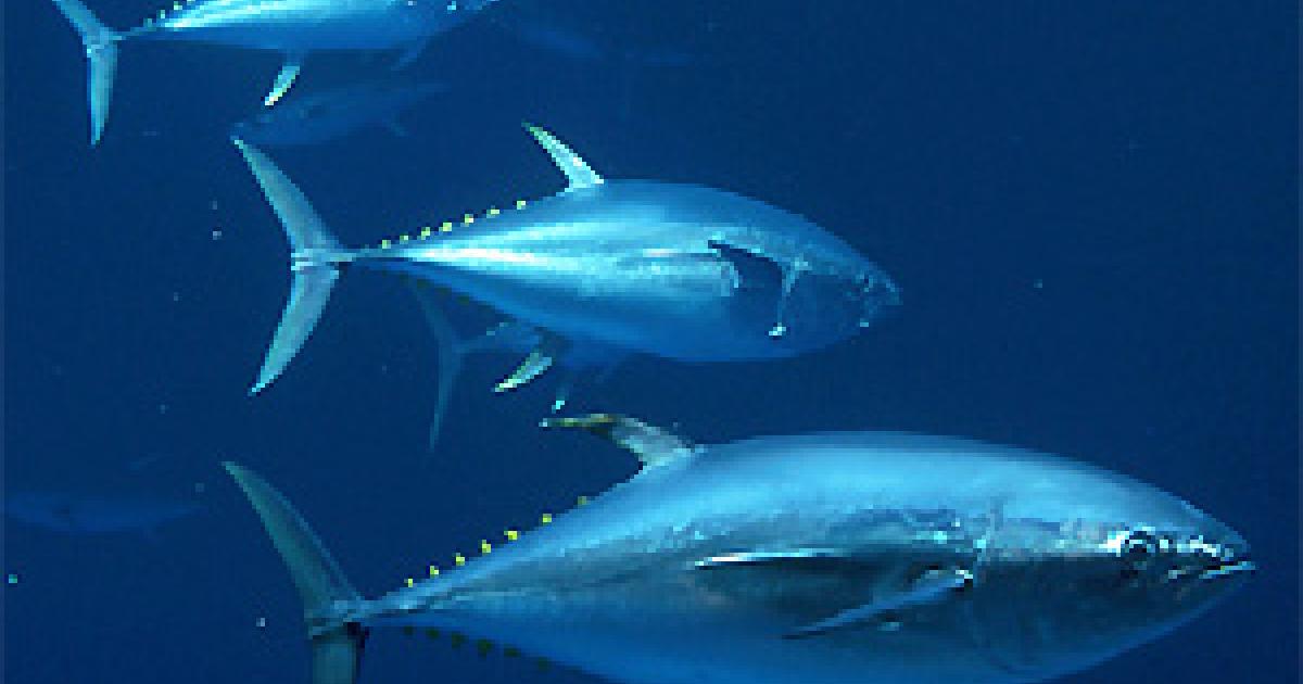 Un plat au goût amer Agence SciencePresse