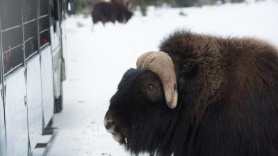 Boeuf musqué © Zoo de Saint-Félicien