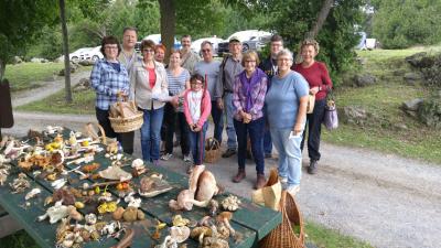 Récolte de champignons en Outaouais