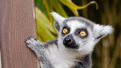 lemur4.jpg (338.34 Ko) 