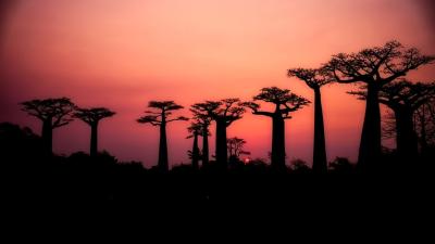 baobabs-2708289_960_720.jpg (140.74 Ko)