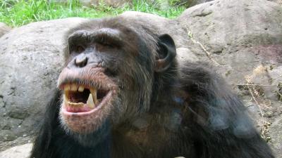 chimpanze