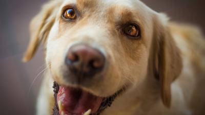 puppy-dog-mammal-close-up-nose-whiskers