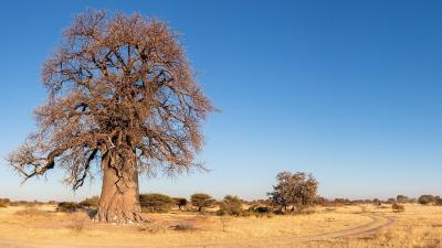 Botswana-baobab