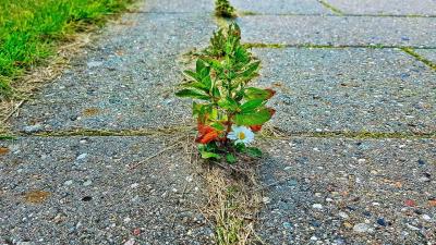 plantes-trottoir