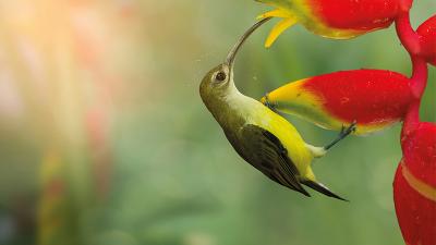 SEDUCTION_PLANTE_800X600.jpg