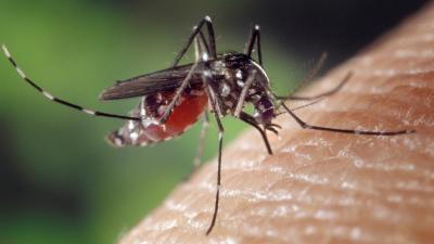 moustique-Aedes-Albopictus.jpg