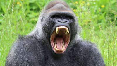 gorille-dents.jpg