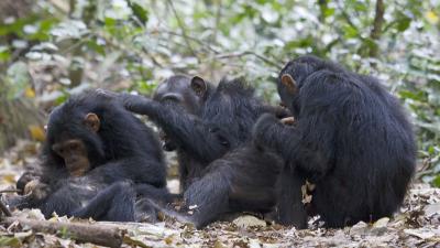 Activité d'épouillage, chimpanzés - Parc national de Gombe