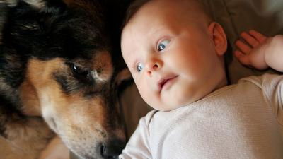 Bébé, enfant, chien