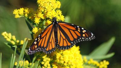 monarch-1926184_960_720.jpg