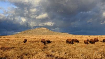 bisons-Mexique-reintroduction.jpg