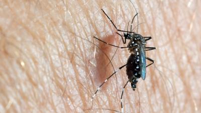 Aedes-aegypti.jpg