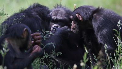Groupe de chimpanzés