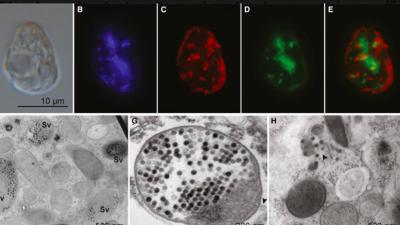 algue-microscope-7genomes.jpg
