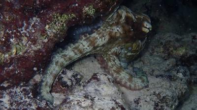 pieuvre-Octopus_insularis.jpg