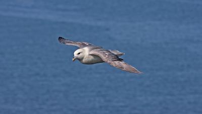 fulmar-boreal.jpg