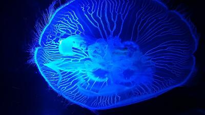 Vue d'une méduse, 