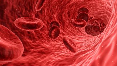 cellules-sang.jpg