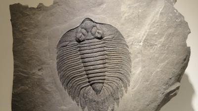 trilobite-fossile.jpg