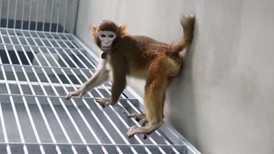 clonage-singe-rhesus-2024.jpg