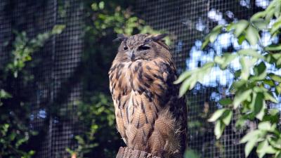 Hibou_grand-duc.jpg