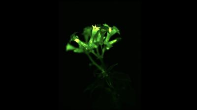 bioluminescence-plante.jpg