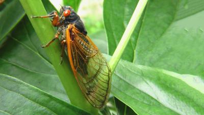 cicada-2003429_1920.jpg