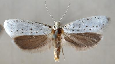 papillon-nuit-Yponomeuta-cognagellus.jpg