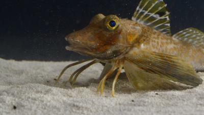 prionotus-carolinus.jpg