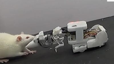 rat-robot.jpg