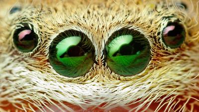 Yeux de l'espèce Phidippus pius 