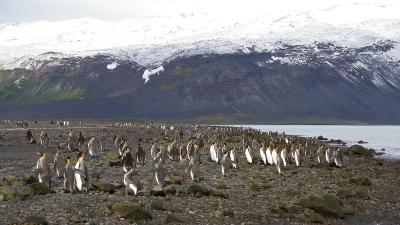 Heard-Island-Australie.jpg