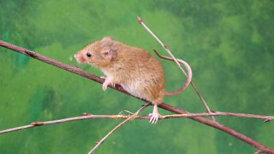rat des moissons, souris des moissons ou souris naine