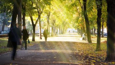 arbres-ville.jpg