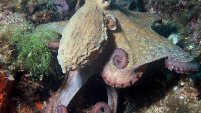 Octopus vulgaris.jpg