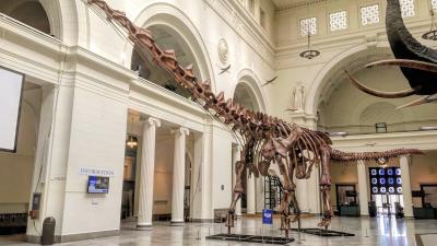 Squelette de titanosaure exposé au Field Museum of Natural History
