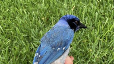 geai-bleu-hybride.jpg