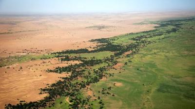 arbres-Mali-muraille-verte.jpg