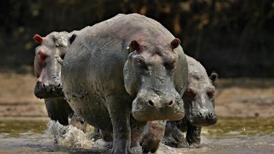hippopotames.jpg