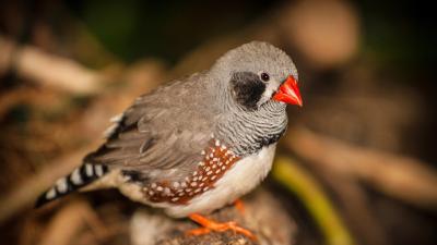 oiseau-zebra-finch.jpg