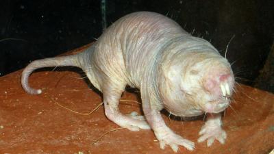 rat-taupe-nu.jpg