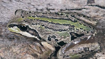 grenouille-Litoria verreauxii alpina.jpg