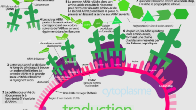 Synth&egrave;se des prot&eacute;ines