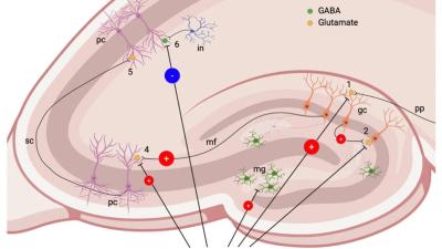 hippocampe et stress.jpg
