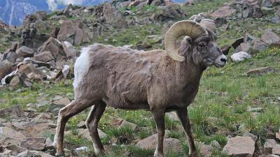 mouflon-Ovis&nbsp;canadensis.jpg